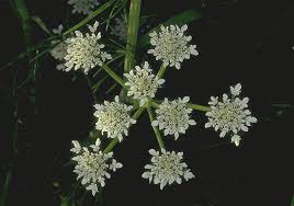 Image result for Oenanthe mildbraedii