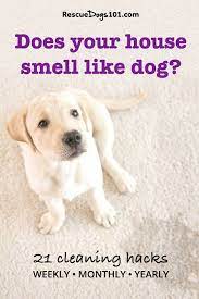 The Secret To Keeping My House From Smelling Like Dog Dogs Dog Smells Dog Care