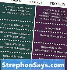 Ini adalah protein tidak lengkap, yang tidak memiliki salah satu dari beberapa asam amino esensial. Perbedaan Antara Gen Dan Protein Perbedaan Antara 2021
