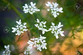 Herbs are grown for the unique scents in their leaves, flowers and seeds, and are commonly used for culinary, ornamental, and aromatherapy purposes. The Beautiful White Flowers Of The Herb Plant Cilanto Stock Photo Picture And Royalty Free Image Image 120558819