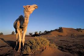 Das ist definitiv ein dromedar kamel. Prisma Berber Camp Sahara Wuste Dromedar Kamel Art Print Framed Picture