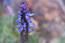 Image result for Coleus caninus