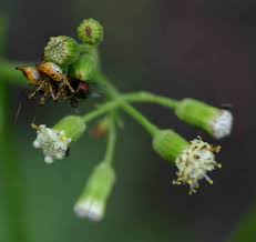 Image result for Senecio hochstetteri