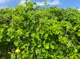 Image result for Momordica pterocarpa