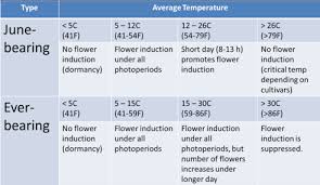 After the plants have entered dormancy due to cold temperatures, and the temperatures are staying below 40°f, straw mulch should be applied about 4 to 6 inches over the top of the plants. Hydroponic Strawberry Supplemental Lighting