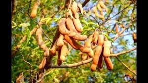 The genus tamarindus is monotypic, meaning that it contains only this species. Tamarind Tree Fruit Highly Rated Detoxing Usage Interesting Spain Info