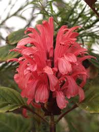 Image result for Justicia carnea