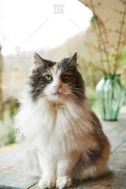 Check spelling or type a new query. Norwegian Forest Cat Sitting On Table Outdoors Stock Images Page Everypixel