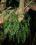 Image result for Asplenium mannii