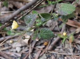 Image result for Sida veronicifolia
