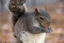 Maybe you would like to learn more about one of these? How To Keep Squirrels Away From Fall Bulbs New England Today