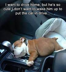I Want To Drive Home But He S So Cute I Don T Want To Wake Him Up To Put The Car In Drive Sleepy Animals Funny Dog Memes Funny Animals