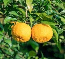 Yuzu Les Bienfaits De Cet Agrume Prise Des Grands Chefs Agrumes Grand Chef Dieteticienne Nutritionniste