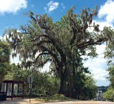 Technically, if moss is bad for something, it would be around building materials. Does Moss Kill Trees