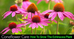 Maybe you would like to learn more about one of these? Coneflower Care Growing Echinacea As A Landscape Or Container Plant