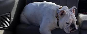 While we're your local packing and shipping experts, we do much more. Illinois English Bulldog Rescue