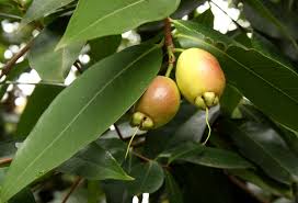 Image result for Syzygium jambos