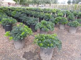 Image result for Pittosporum tobira