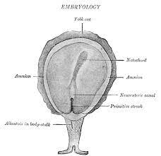 Contribute to notochord/notochord development by creating an account on github. Primitive Pit Wikipedia