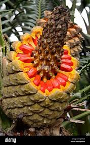 Image result for Encephalartos senticosus