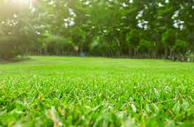 Planting Grass After Roundup