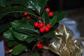 Image result for Ardisia staudtii
