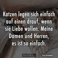 Katzen Legen Sich Einfach Auf Einen Drauf Kaufdex Lustige Spruche Spruche Motivation Coole Spruche