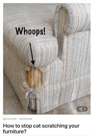 How To Stop Cat Scratching Your Furniture Cat Scratching Cat Scratching Furniture Cat Training Scratching