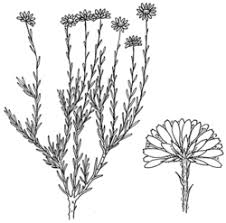 Image result for Helichrysum lineare