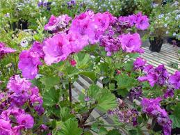 Image result for Pelargonium domesticum round-leaved bushy