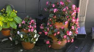 There are several ways to get the ph balance just right in your soil. Begonias In Strawberry Pots Making Plant Pots Strawberry Pots Flower Pots