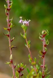 Image result for Otiophora pycnostachys
