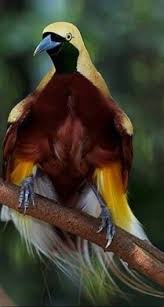 Emblem Papua New Guinea Bird Of Paradise Pin By Helen Bayer On Animals Birds Reptiles Fish Birds