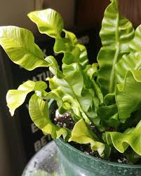 Gemsjungle On Instagram Japanese Asplenium Nidus Fern Look At Those Crispy Waves I Love The Green Shade This Plant Has In 2020 Plants Foliage Plants Plant Leaves