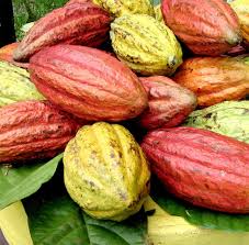 Cacao Pods Cacao Graine Chocolat