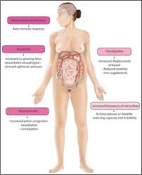 There are three layers of muscles in the abdominal wall. Physiological And Hormonal Changes And Gi Problems Experienced In Pregnancy Gastrointestinal Nursing