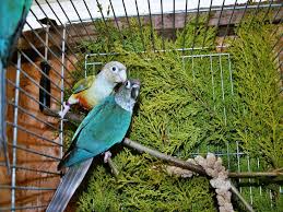 Green-Cheeked Parakeet - Wikipedia