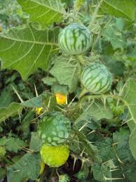 Image result for Solanum viarum