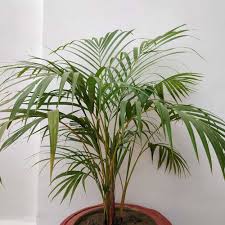 Image result for Dypsis
