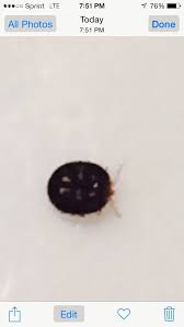 Teeny tiny little black bugs and they do like to swam on light colours walls and such. Insect And Spider Identification Tiny Round Black Bugs On Bedspread 2 By Mel8700