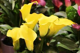 Lohnt sich die berwinterung einer pepino , die dieses jahr nur bl ten. Ist Die Calla Zantedeschia Winterhart Infos Zum Uberwintern Im Topf Hausgarten Net
