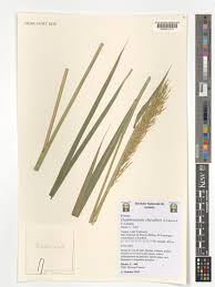 Image result for Danthoniopsis dinteri