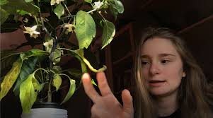 How I grew these jalapeño peppers in my closet