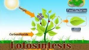 Fotosintesis adalah suatu proses biokimia pembentukan karbohidrat dari bahan anorganik yang dilakukan oleh tumbuhan, terutama tumbuhan yang mengandung zat hijau daun, yaitu klorofil. Fotosintesis Pengertian Percobaan Proses Faktor Cahaya