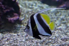 Black And White Heniochus Pin On Awesomely Aquatic