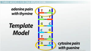 Dna structure and replication (worksheet). What Is Dna Replication Conservative Semi Conservative Dispersive Models Video Lesson Transcript Study Com