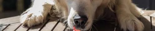 Birthday Wishes For Dog Lovers Staying Loyal At This Age Black labrador dogs love food and most everyone loves them. birthday wishes for dog lovers