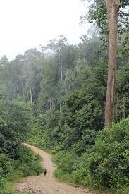 We did not find results for: Forest Management Certification Forestry Department Peninsular Malaysia