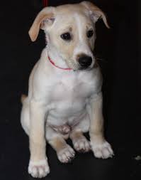 Black And White Border Collie Lab Mix Puppy Yellow Lab Border Collie Mix Bing Images Border Collie Lab Mix Yellow Lab Puppy Collie Puppies