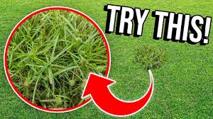 Image result for Kyllinga